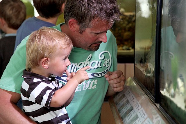 Im Aquarium lassen sich die Kreaturen der Nordsee aus nächster Nähe betrachten.