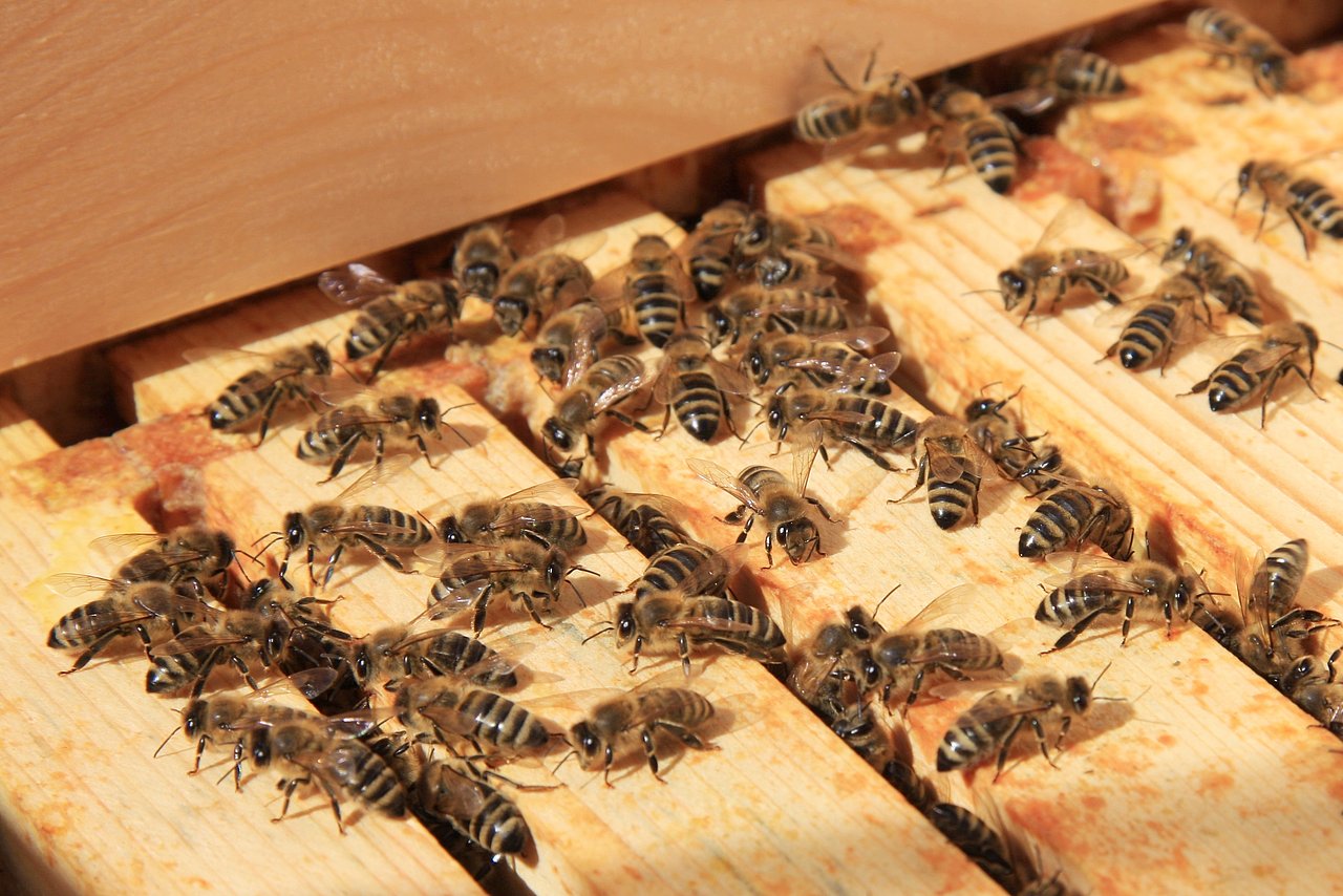 Wie kommt der Honig ins Glas? Einführung in die Imkerei