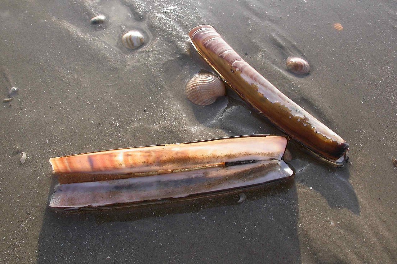 Amerikanische Schwertmuscheln im Weltnaturerbe Wattenmeer