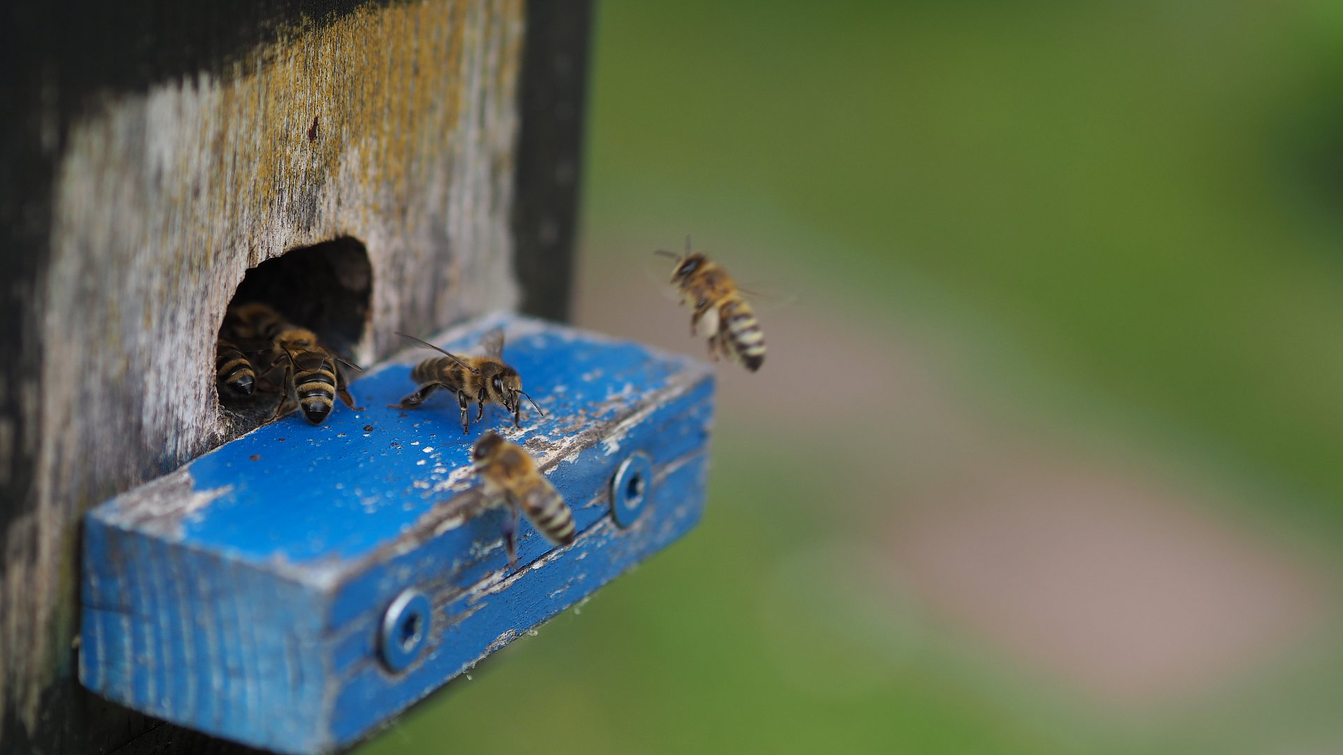 Imker Bienen