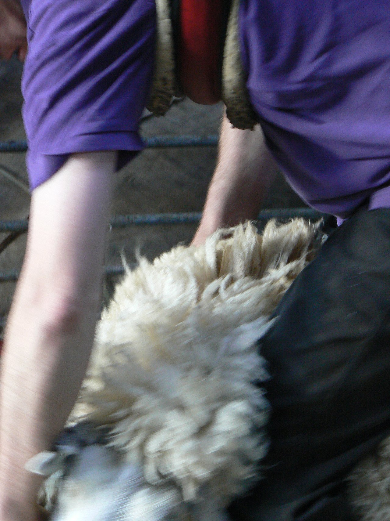 Schafe scheren nach traditionellem neuseeländischen System