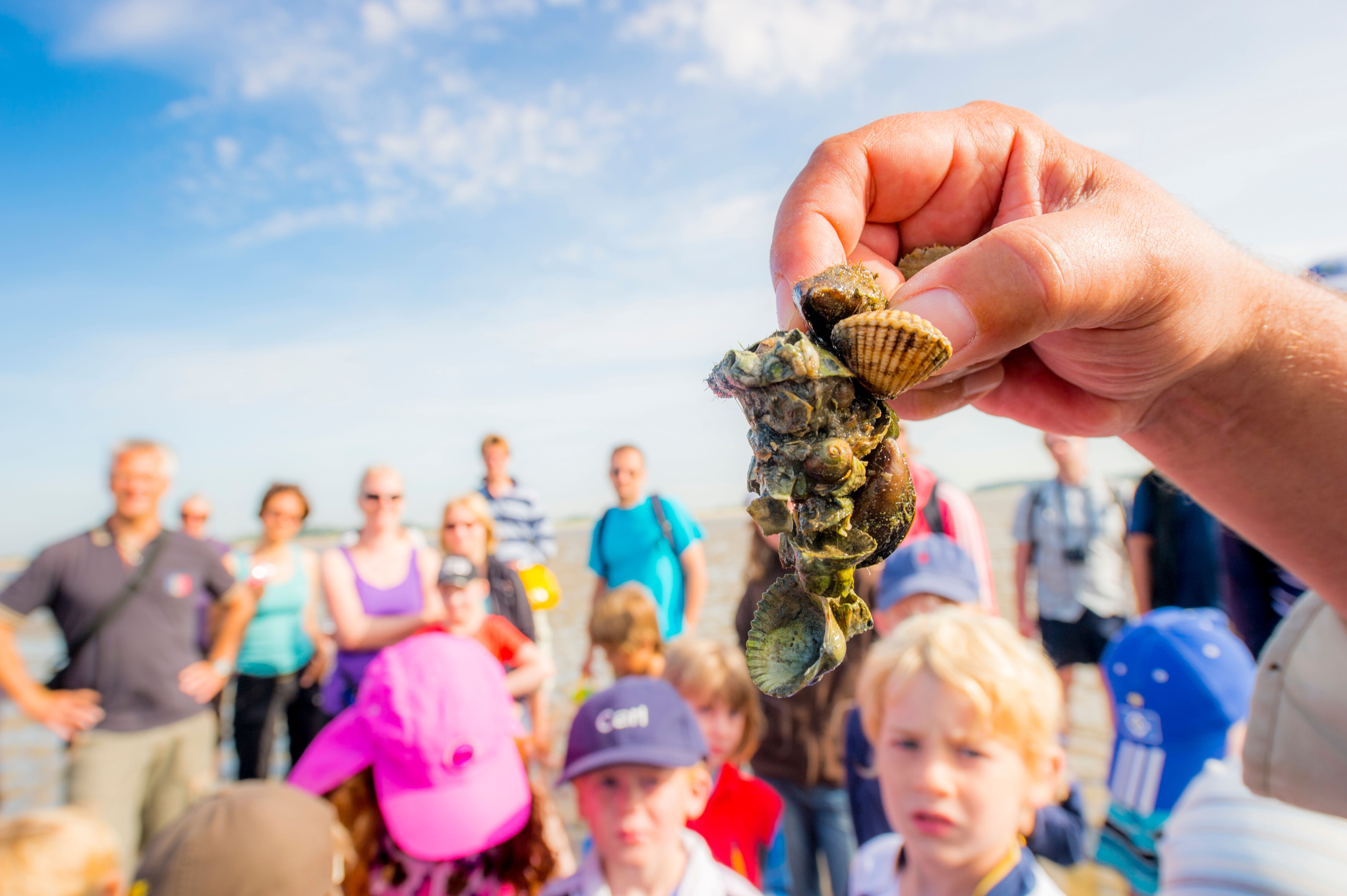 Wattwanderung auf Föhr