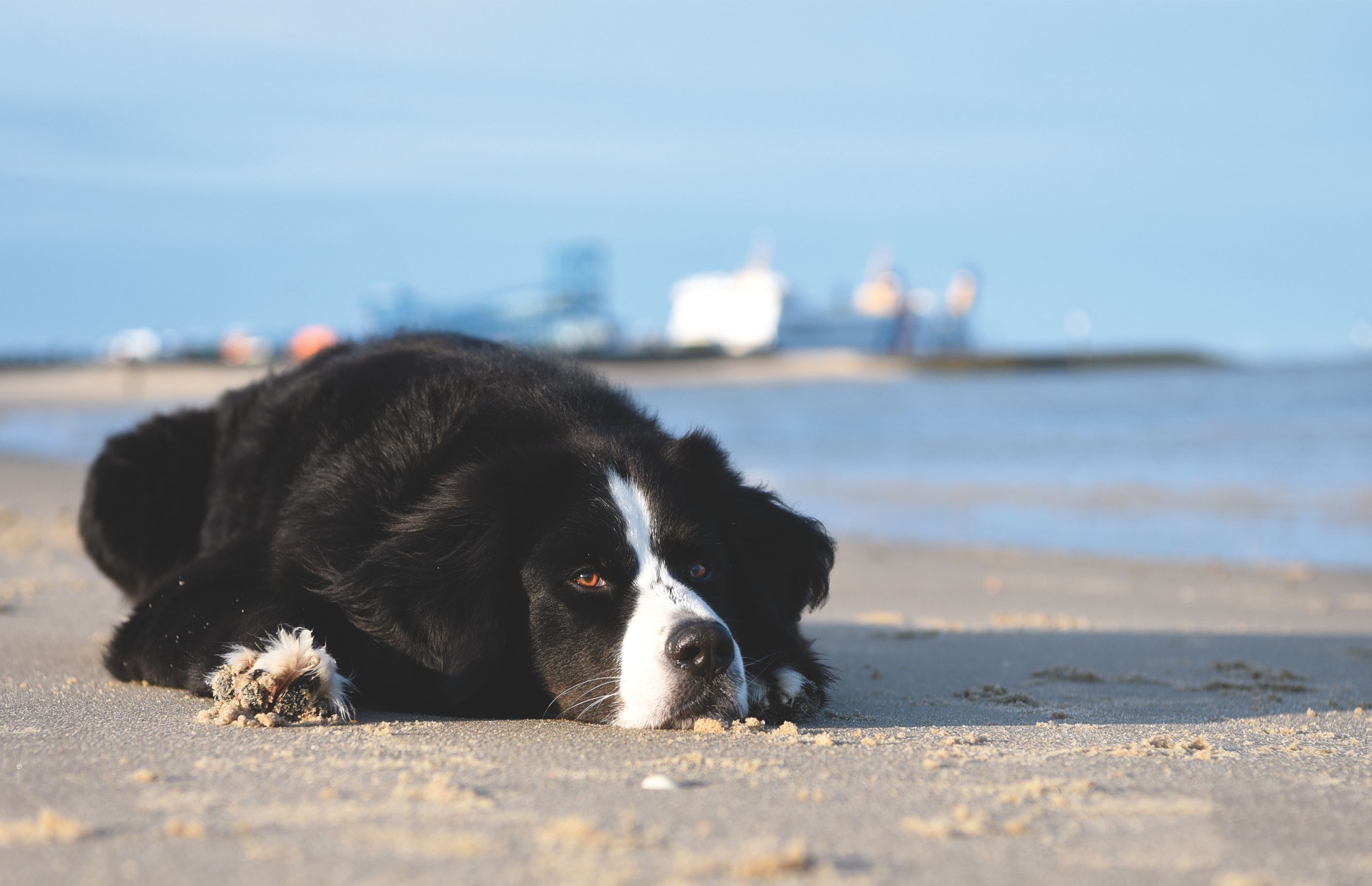 Hund Molly liegen am Strand