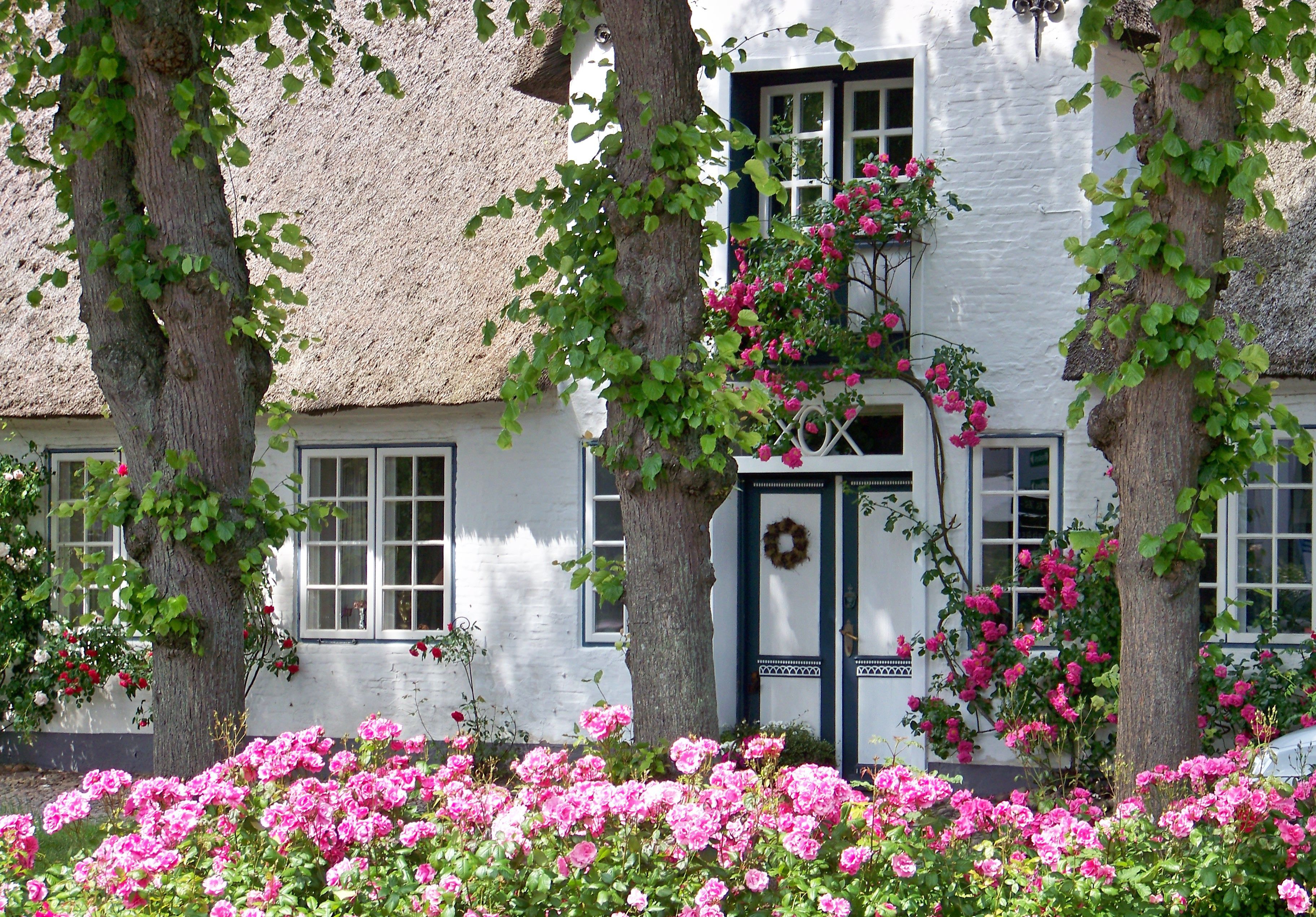 Friesenhaus auf Föhr mit rosa Rosen