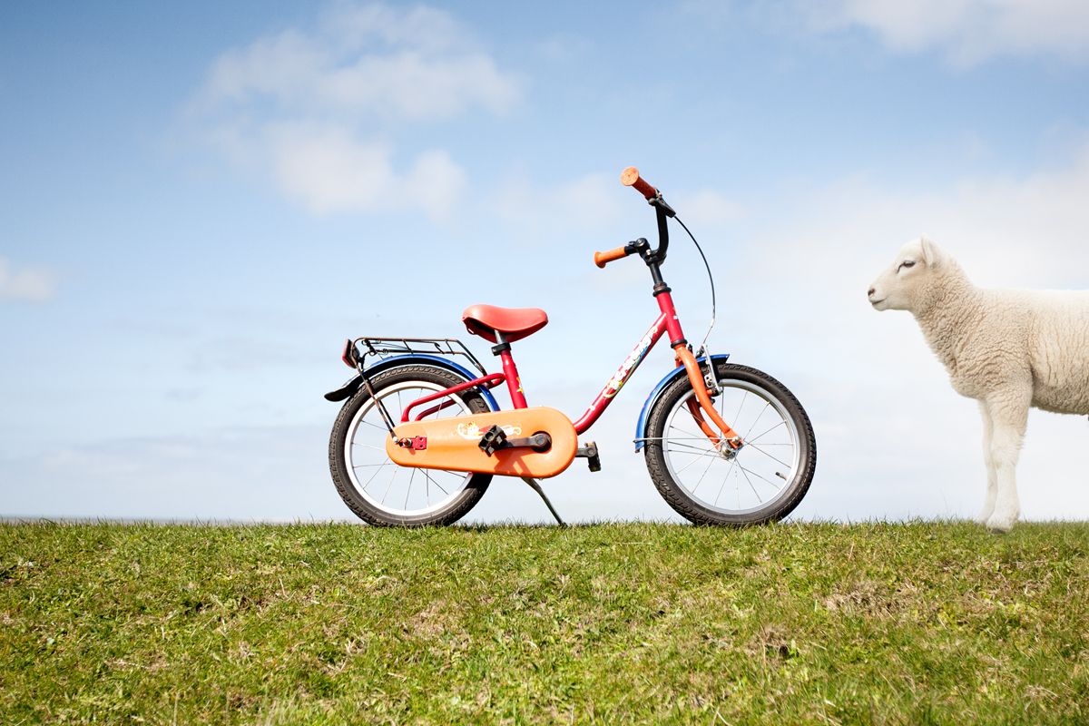 Kinderrad vom Fahrradverleih Lindemann und Schaf auf Föhrer Deich