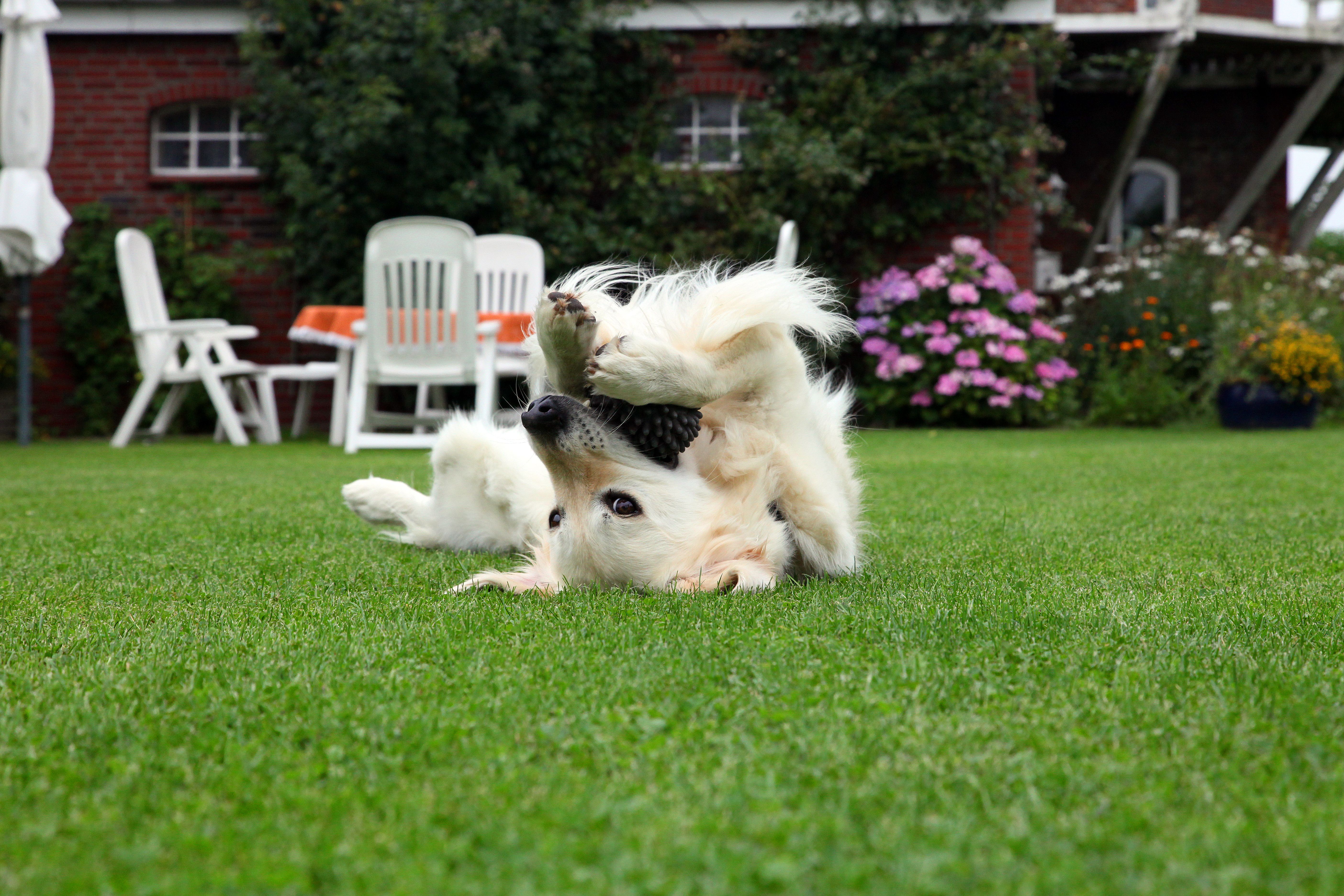 Hund spielt im Garten 