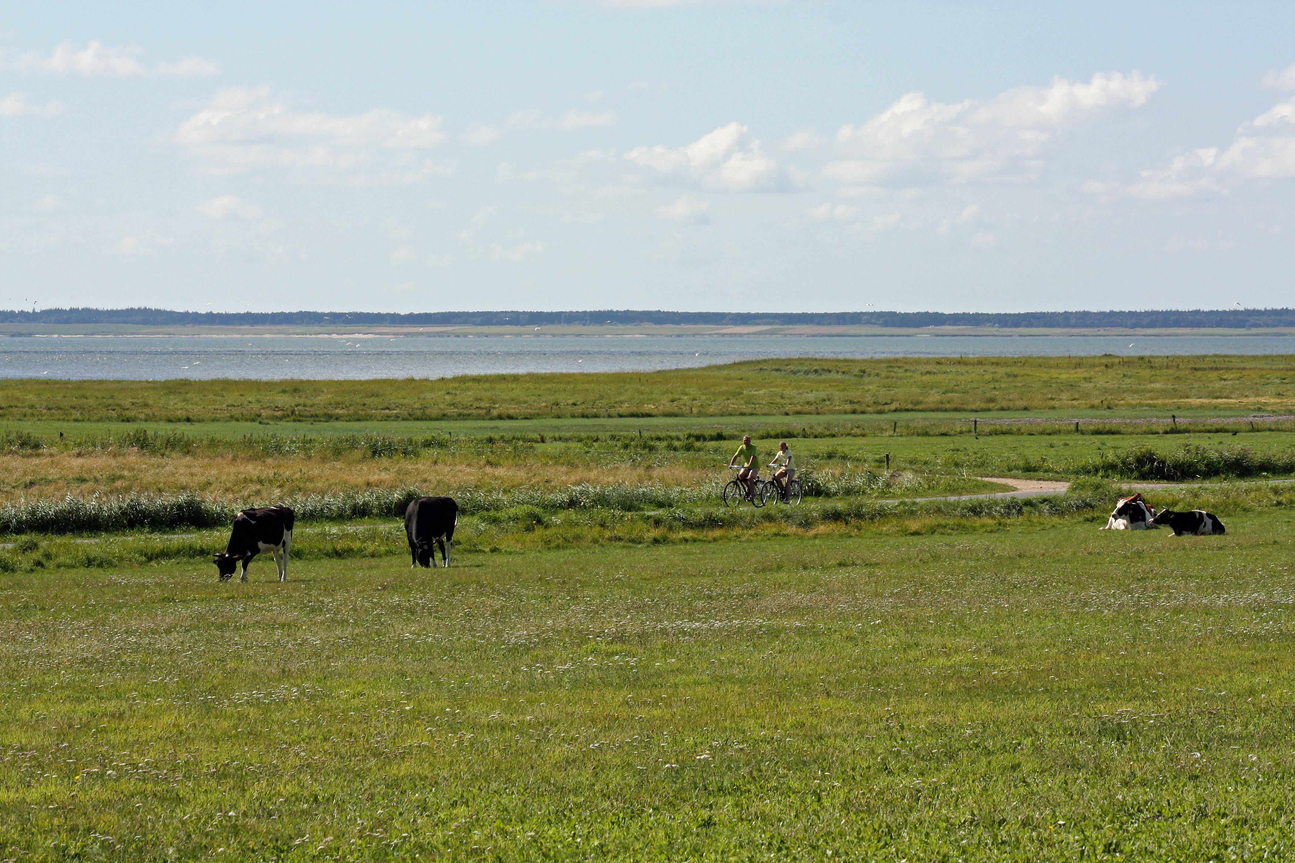 Föhr: Klaar Kiming