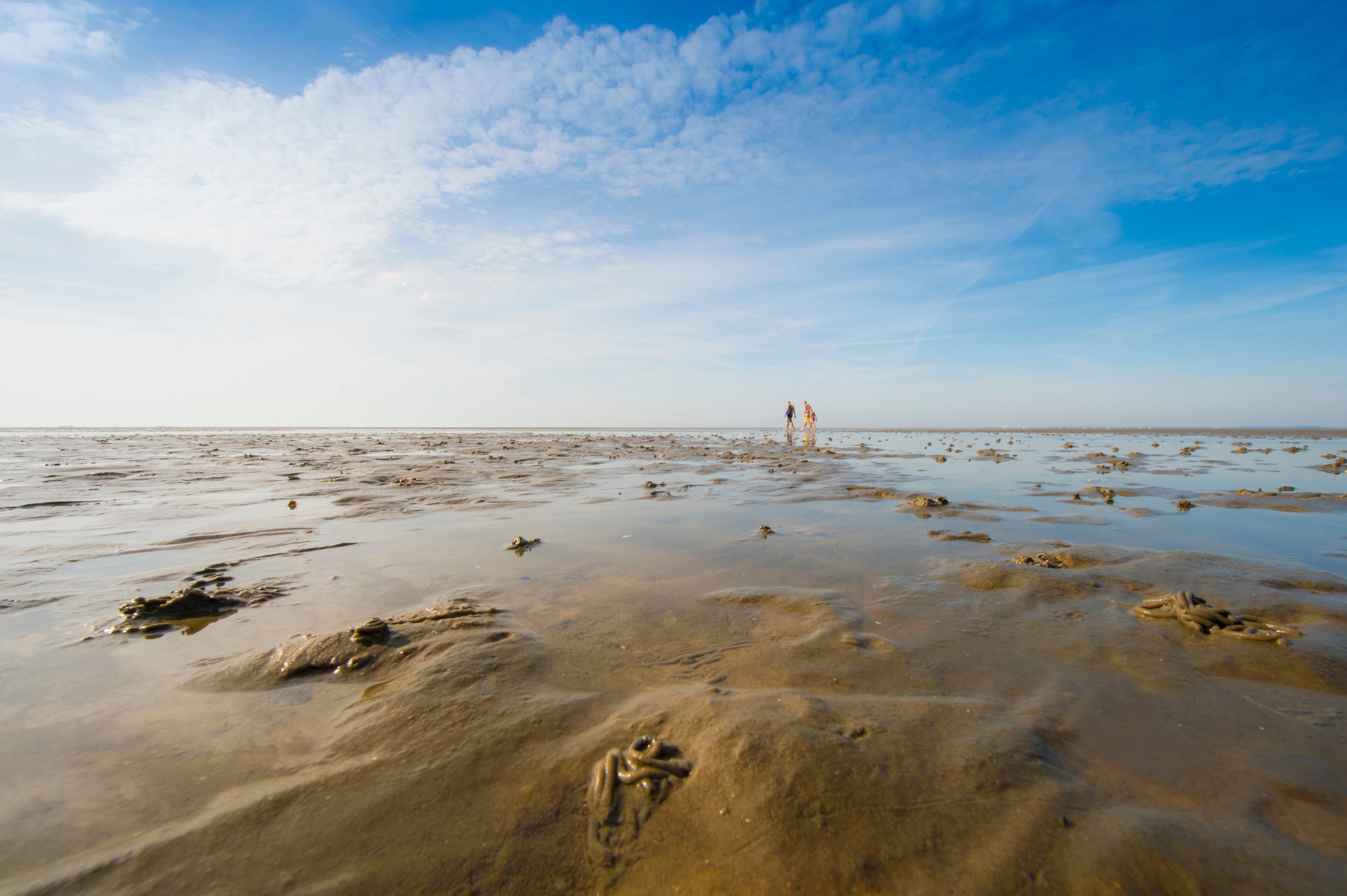 Wattlandschaft werden durch Urlauber erkundet